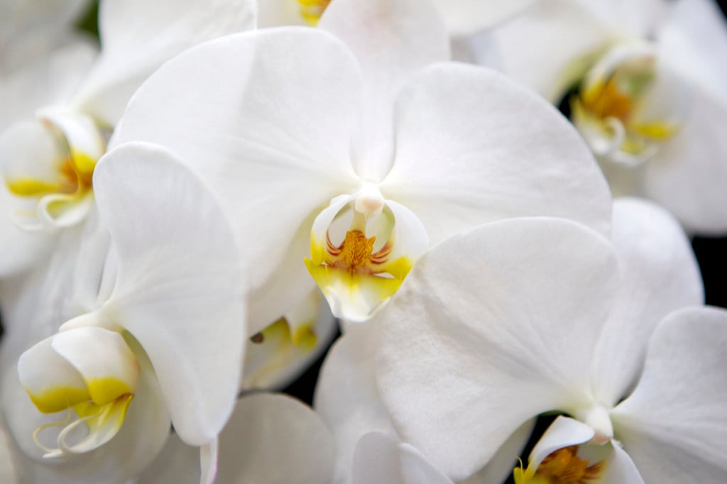 East Indian butterfly plant