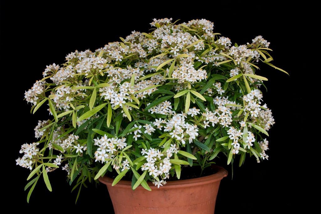 Mexican orange 'Aztec Gold'