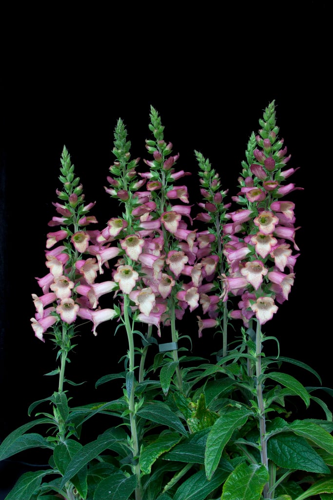 foxglove [Illumination Pink]