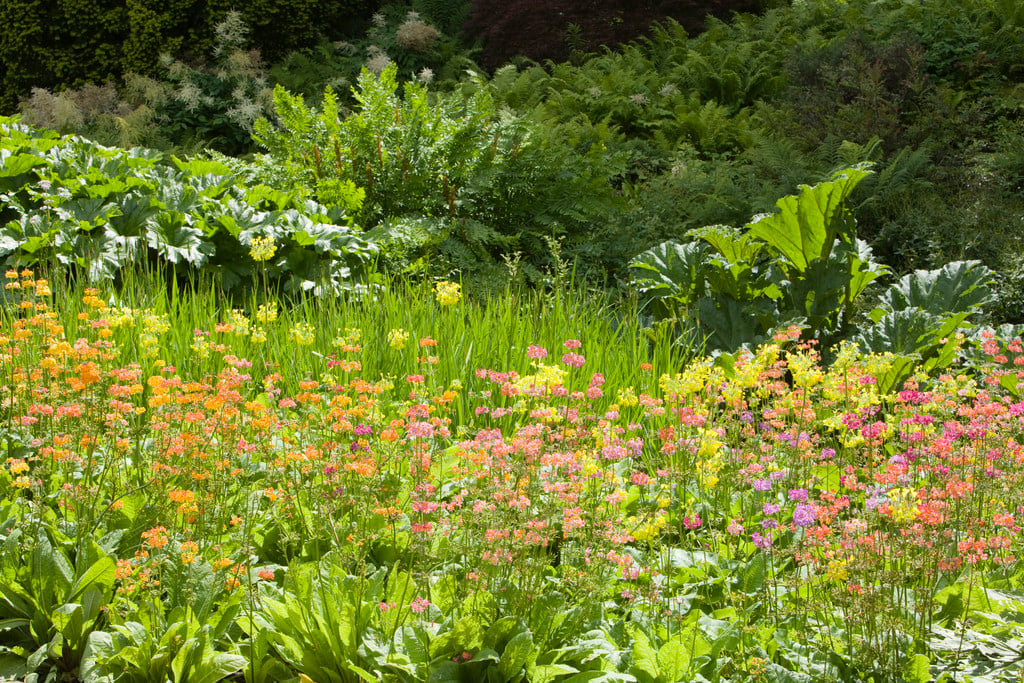 candelabra primula Harlow Car hybrids