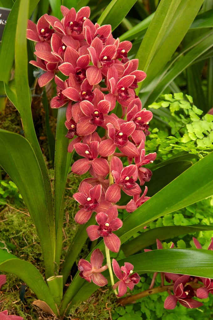 boat orchid Dorothy Stockstill gx