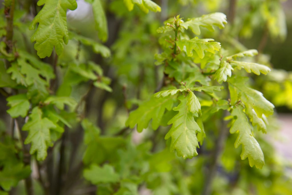 oak 'Koster'