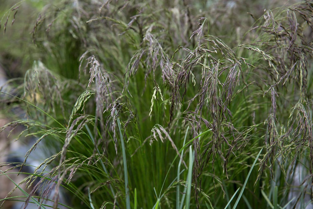 tufted fescue