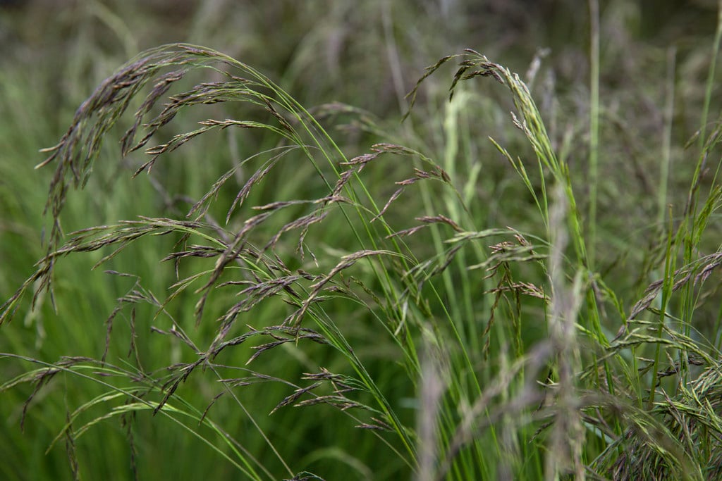 tufted fescue