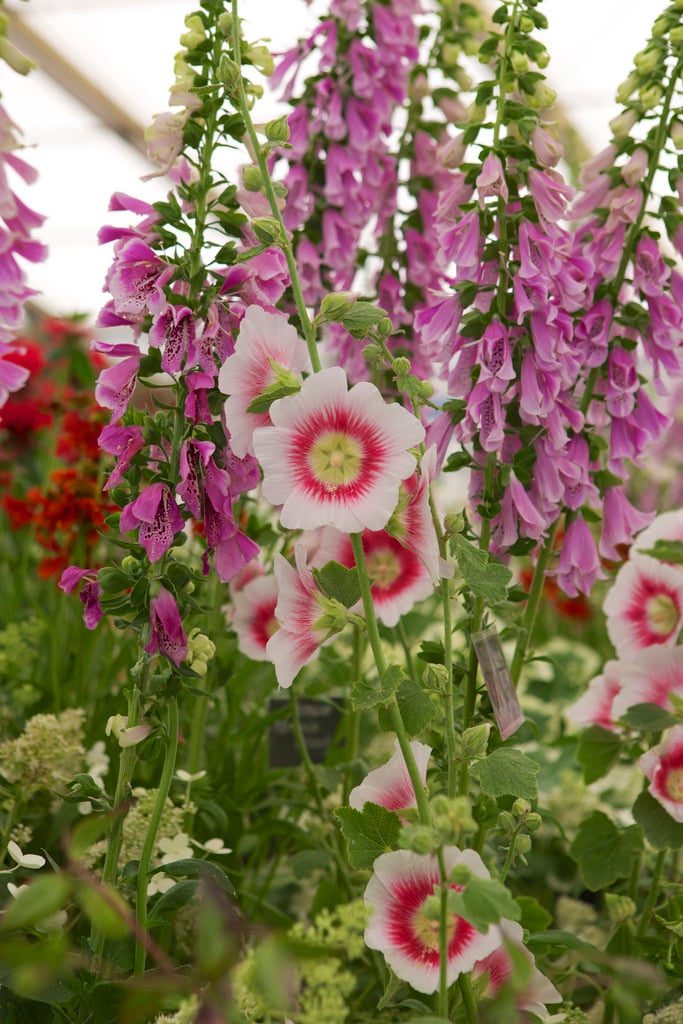 hollyhock 'Halo Blush'