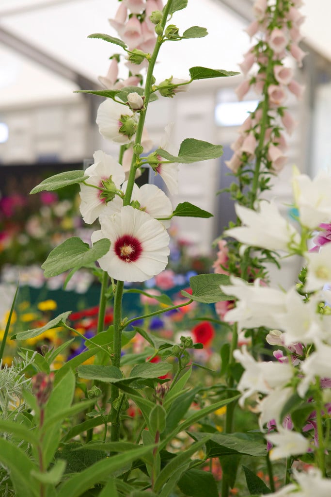 hollyhock 'Halo White'