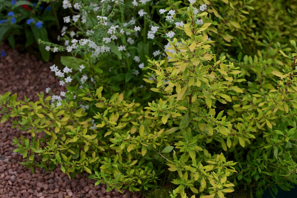 escallonia [Golden Carpet]