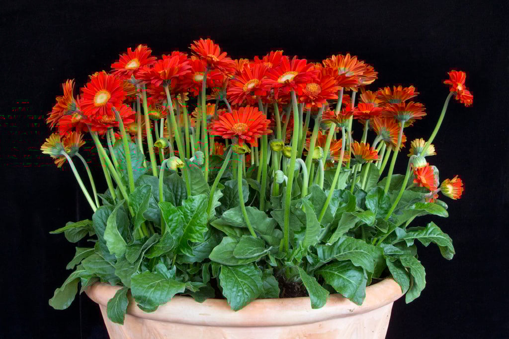 gerbera [Garvinea Sweet Glow]