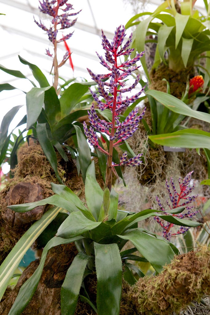 aechmea 'Del Mar'