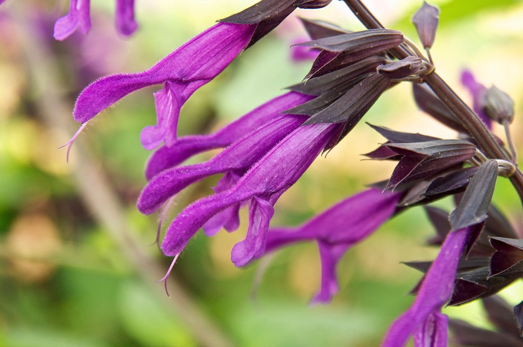 sage 'Amistad'