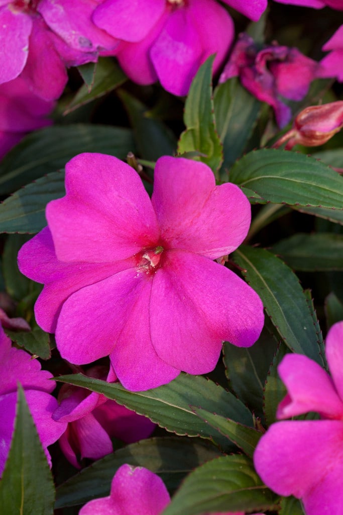 busy lizzie [Divine Violet]