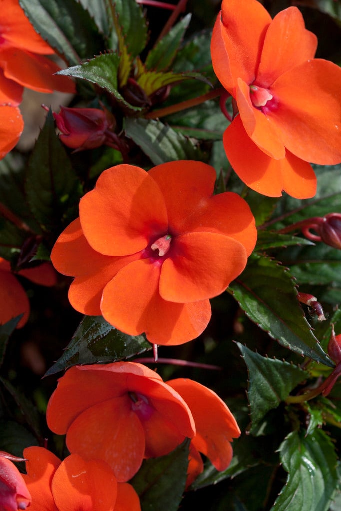 busy lizzie [Sun Harmony Deep Orange]