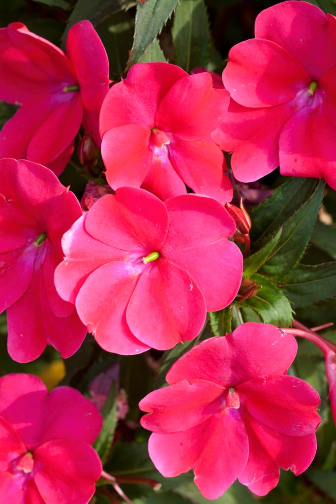 busy lizzie [SunPatiens Compact Blush Pink]