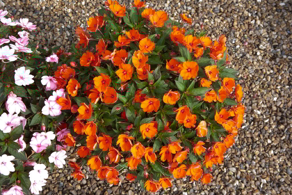 busy lizzie [SunPatiens Compact Electric Orange]