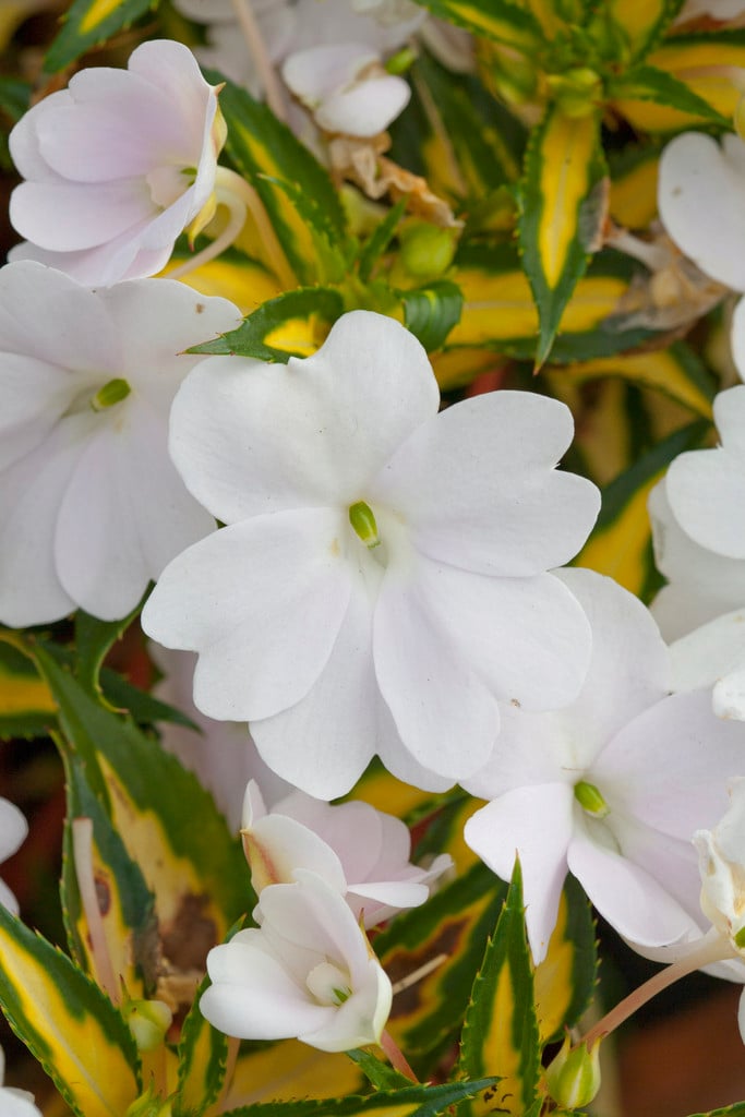busy lizzie [SunPatiens Spreading Variegated White]