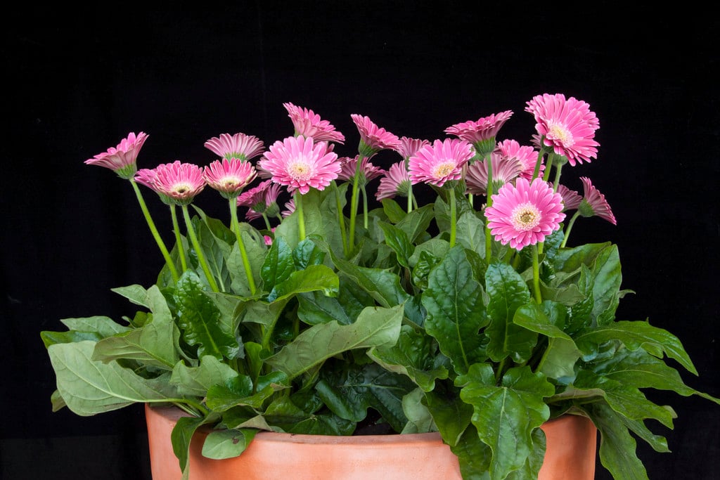 gerbera [Garvinea Sweet Surprise]