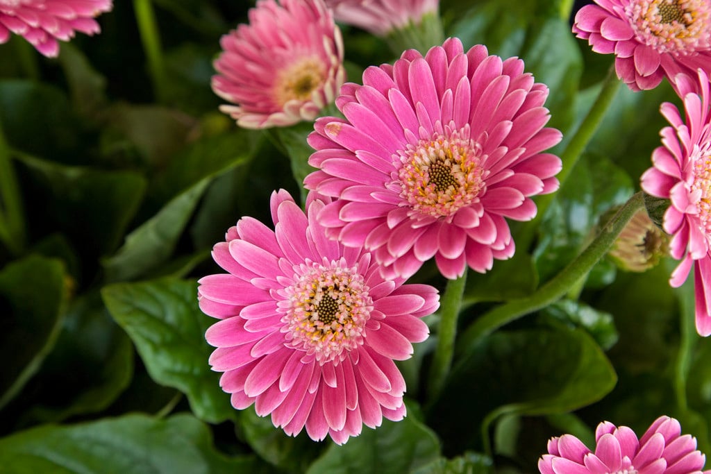 gerbera [Garvinea Sweet Surprise]