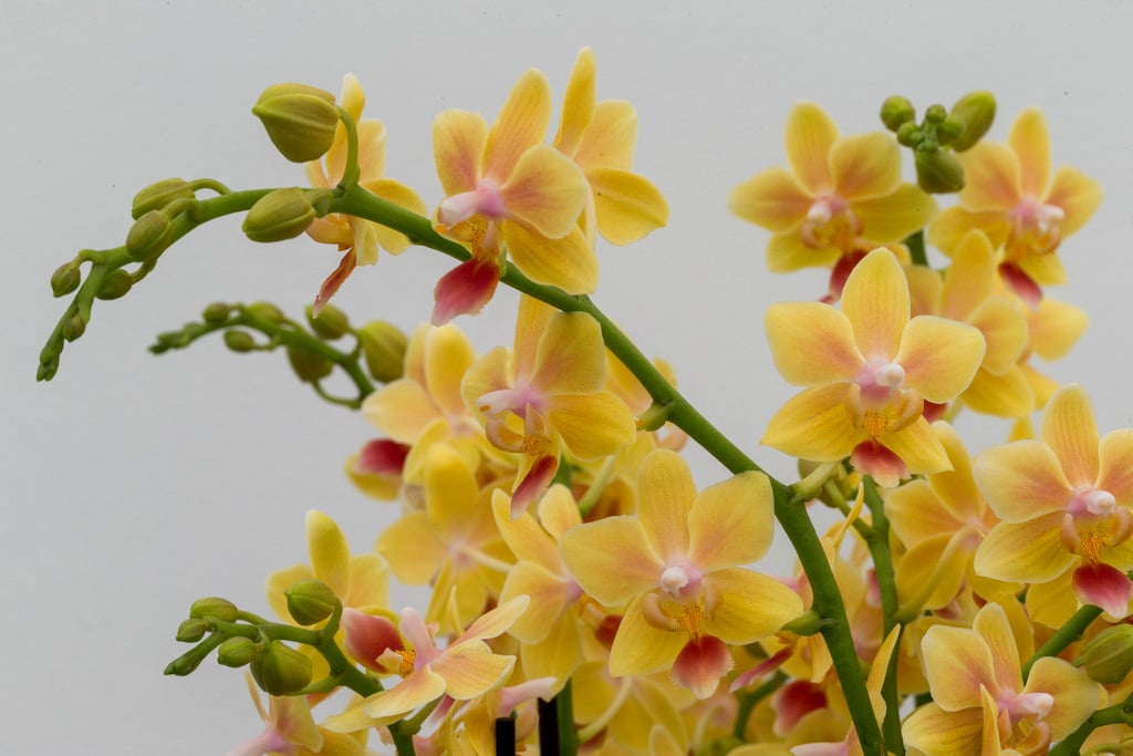moth orchid 'Sunny Smell'
