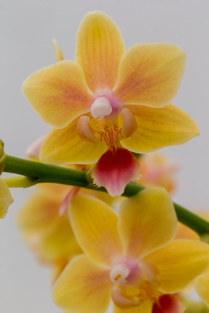 moth orchid 'Sunny Smell'