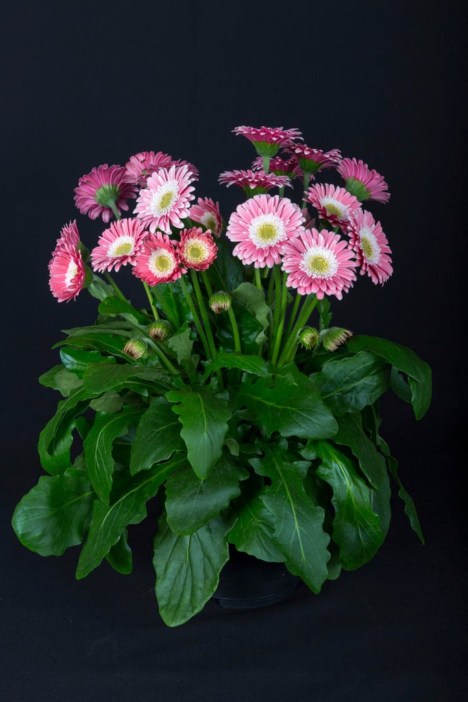 gerbera [Garvinia Sweet Memories]