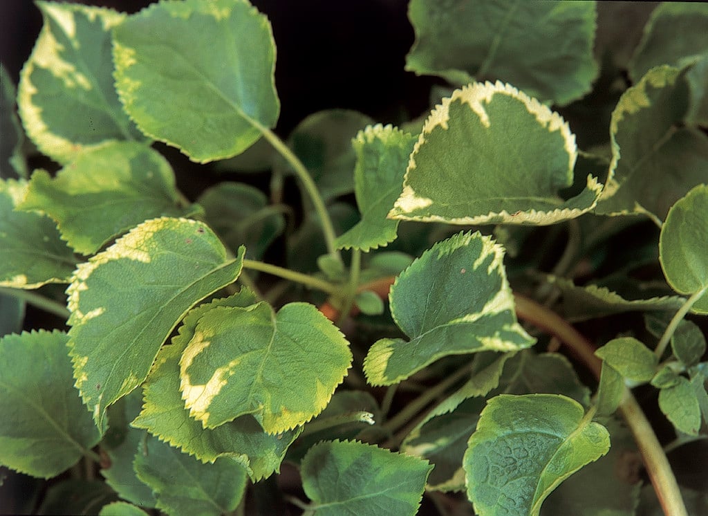 hydrangea 'Mirranda'