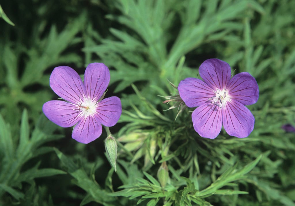 cranesbill 'Nimbus'