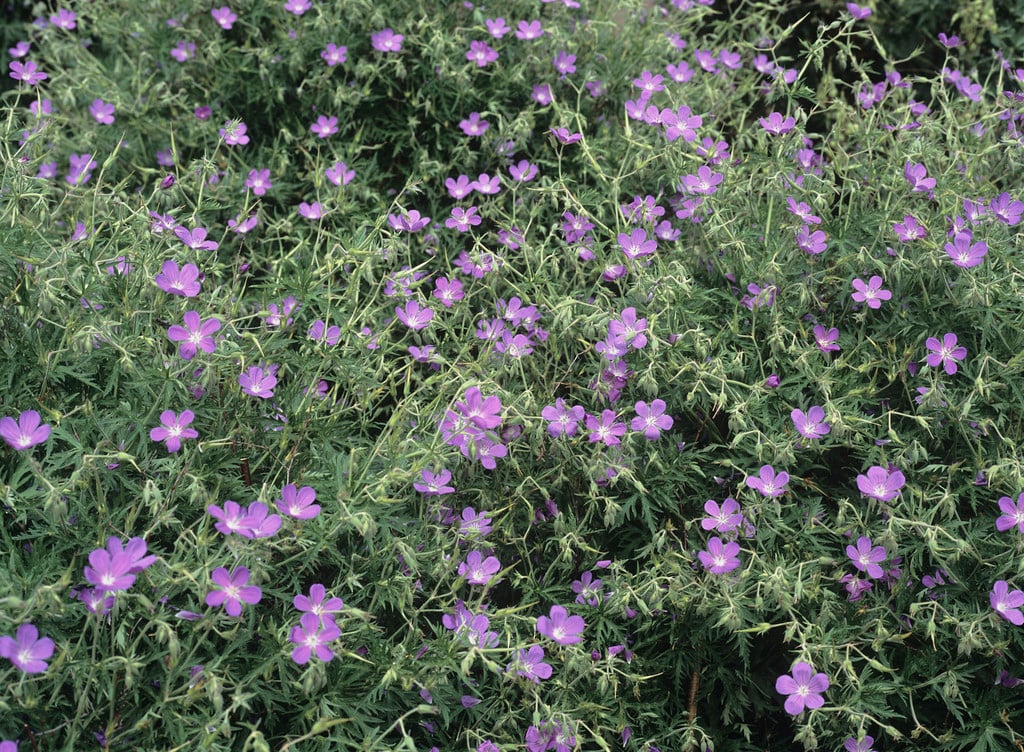 cranesbill 'Nimbus'