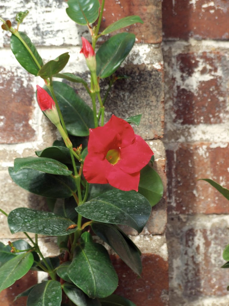 shining mandevilla