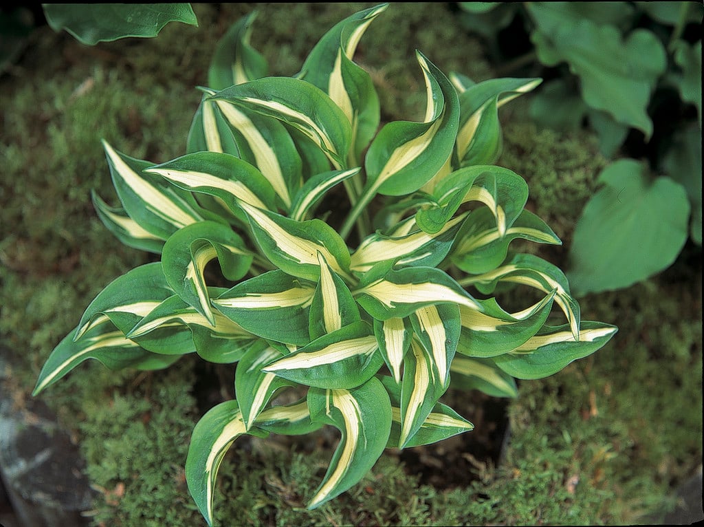 plantain lily 'Little Caesar'