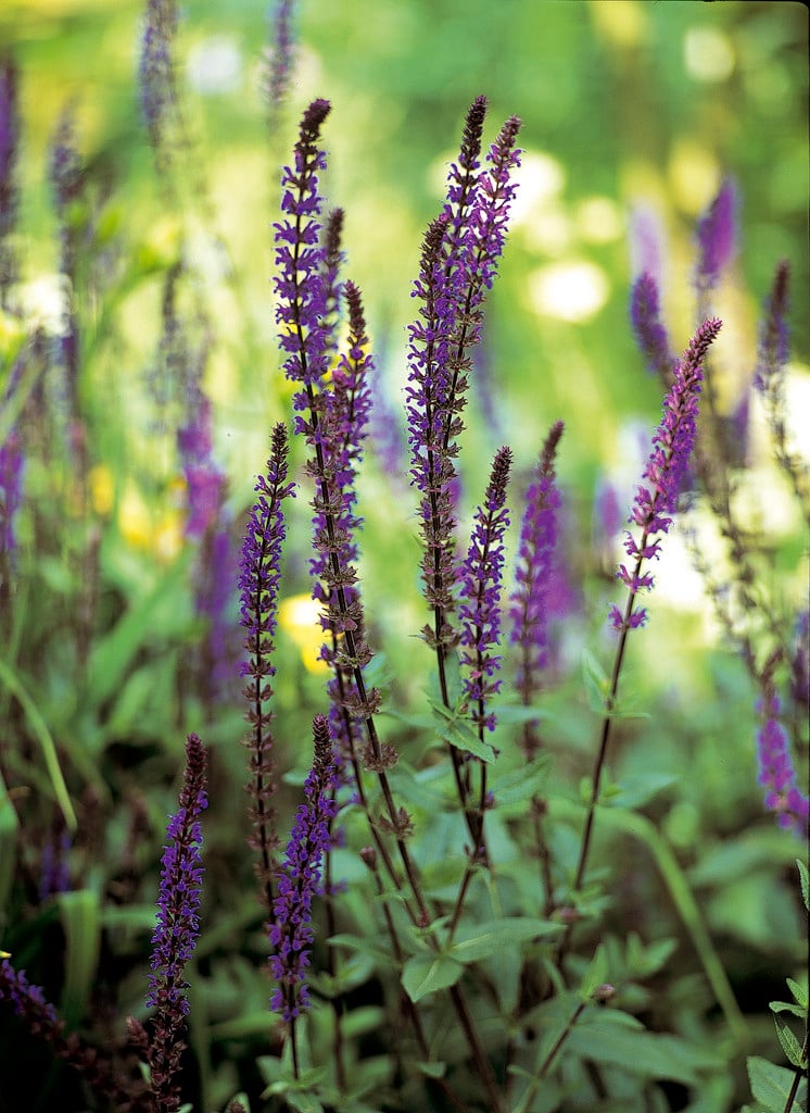 Balkan clary 'Caradonna'