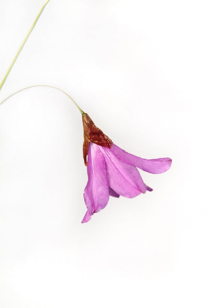 few-flowered wandflower
