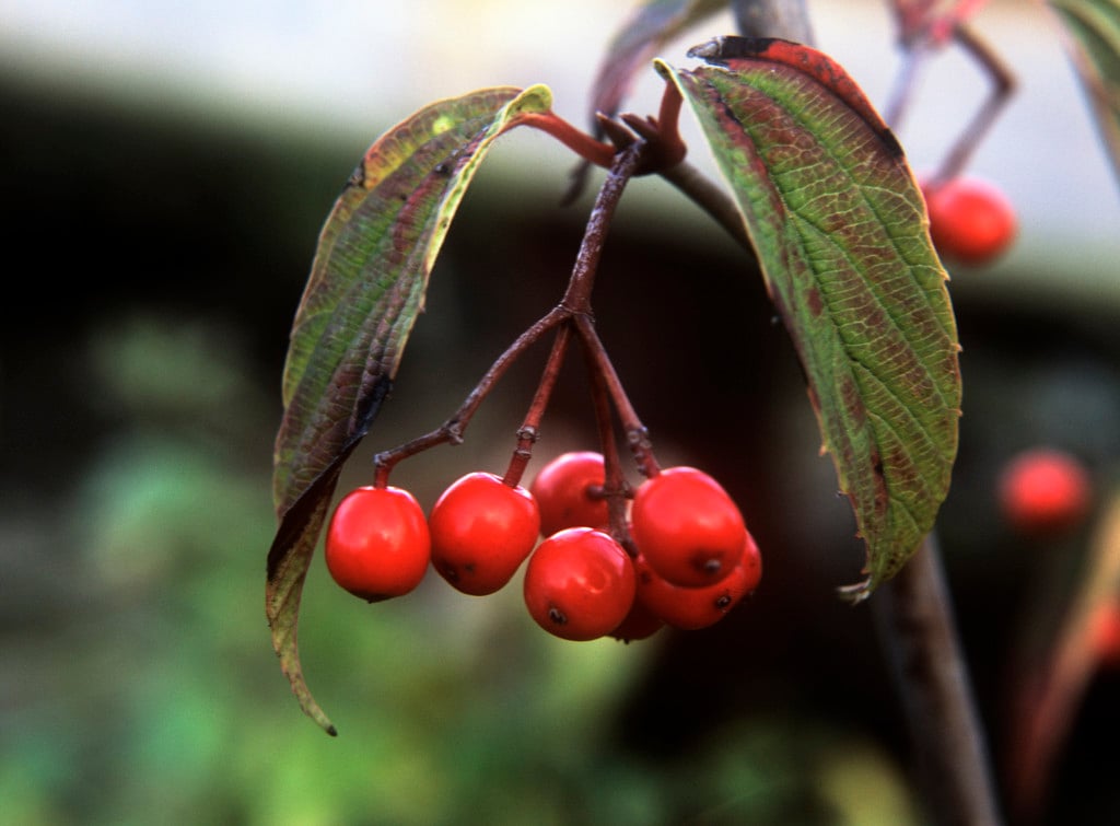 stranvaesia 'Palette'