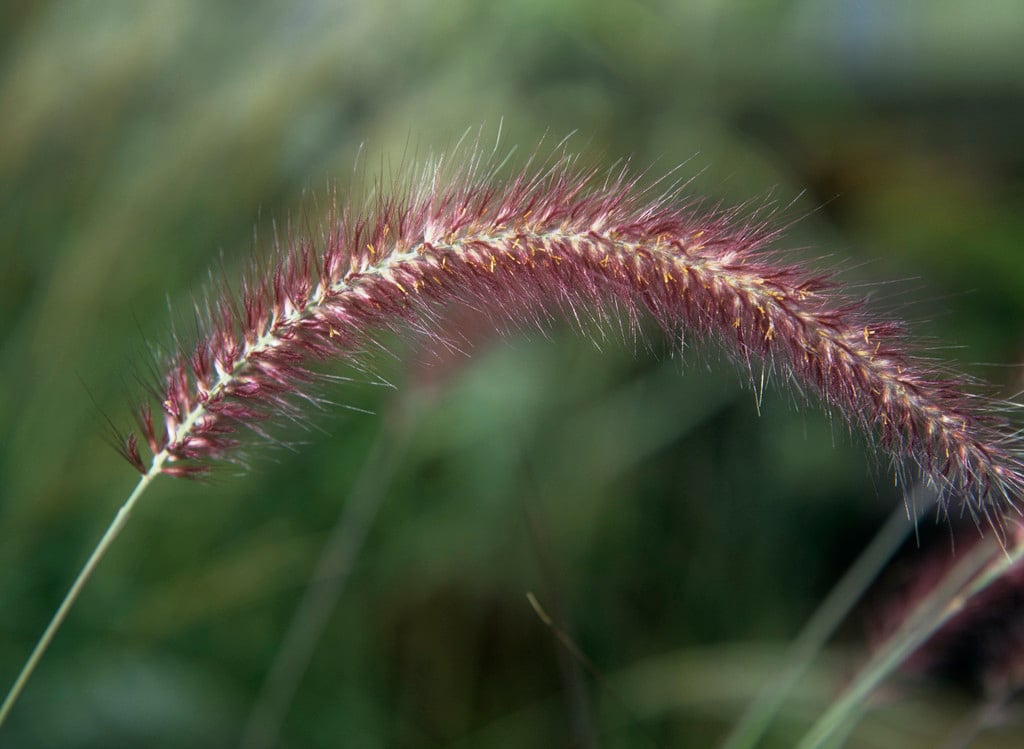 fountain grass 'Rubrum'