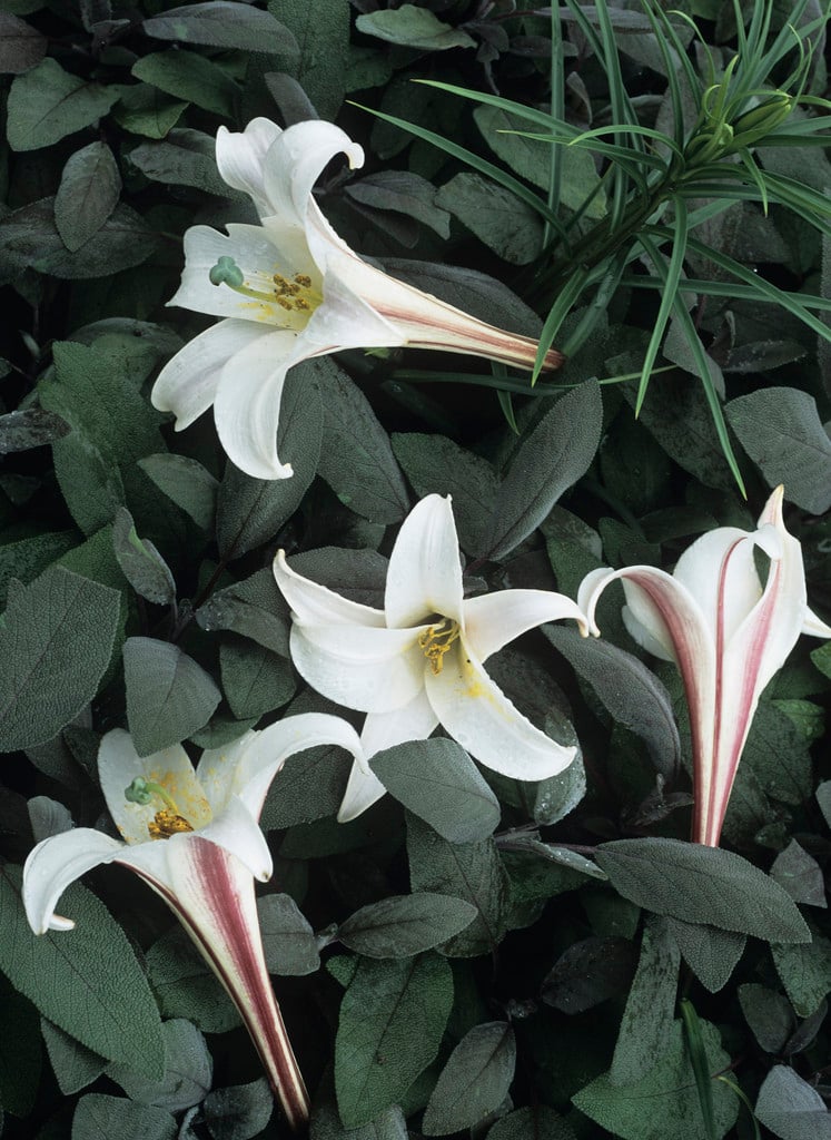 dwarf Formosa lily