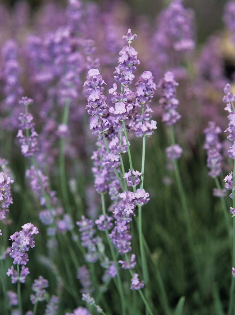 English lavender [Melissa Lilac]