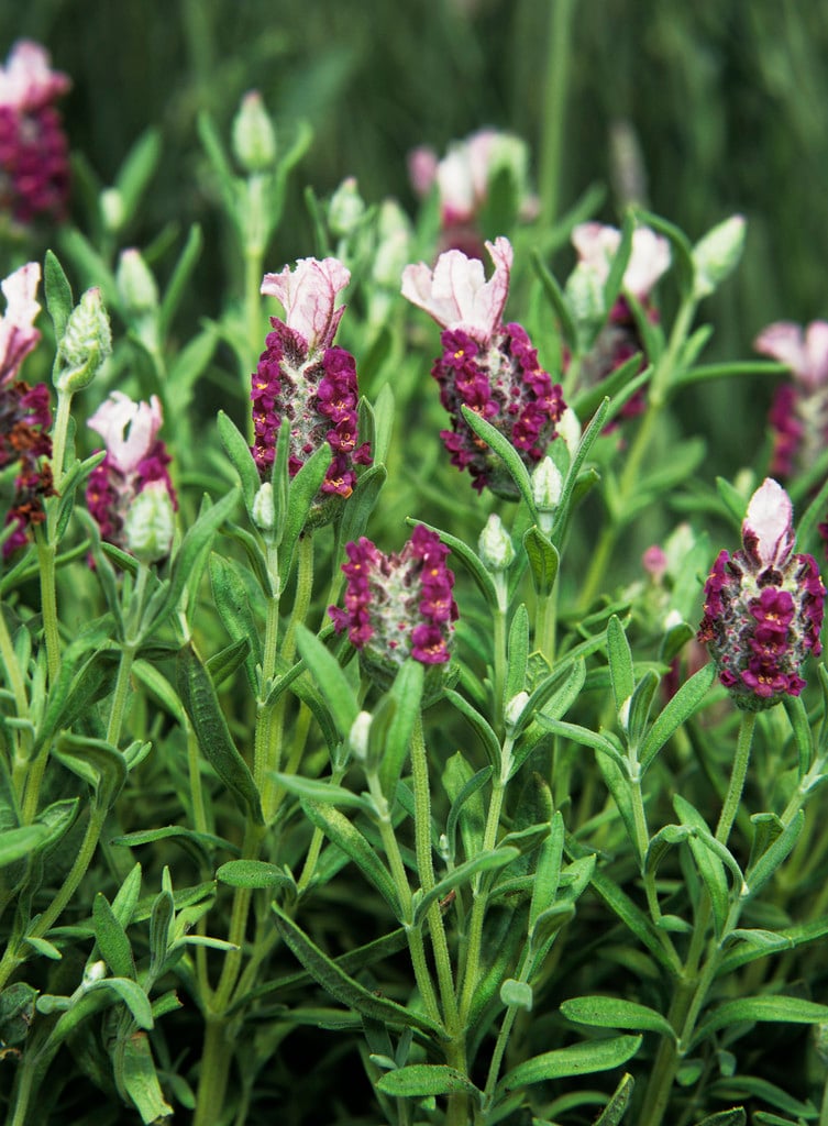 French lavender 'Kew Red'
