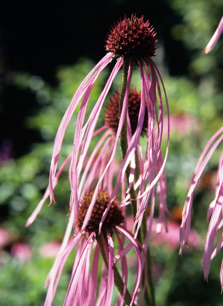 pale purple coneflower