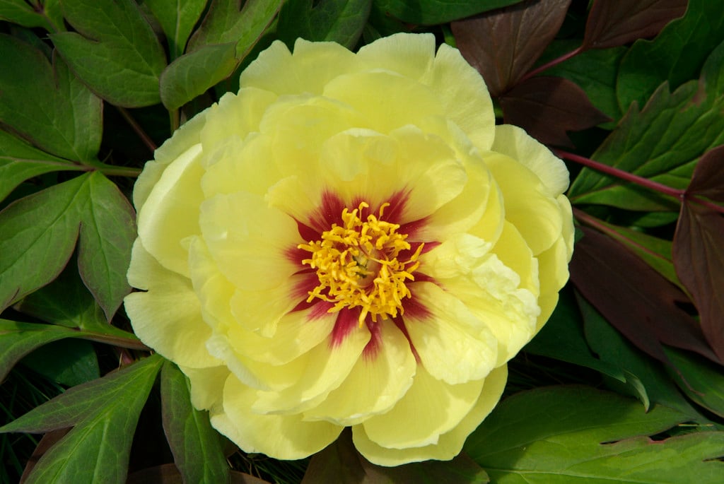 peony 'High Noon'