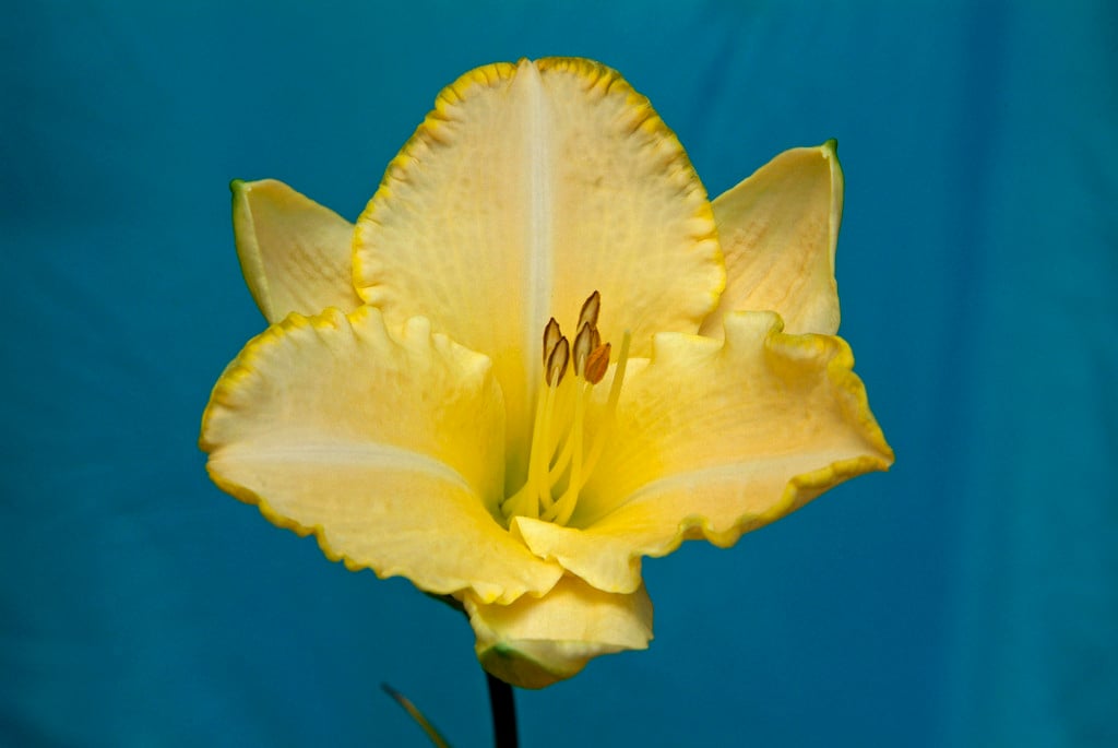 daylily 'Serena Sunburst'
