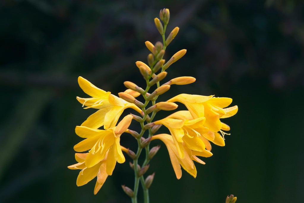 montbretia 'Coleton Fishacre'