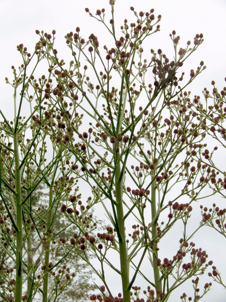 pandan-like-leaved eryngo
