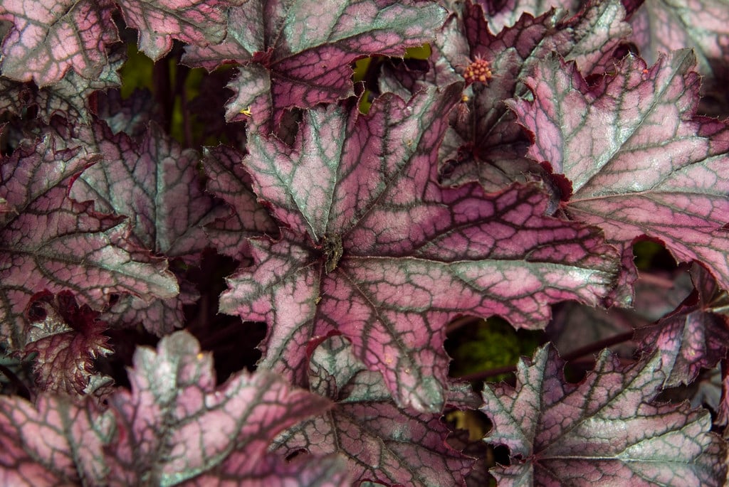 alum root 'Blackberry Jam'