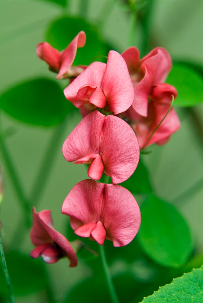 Persian everlasting pea