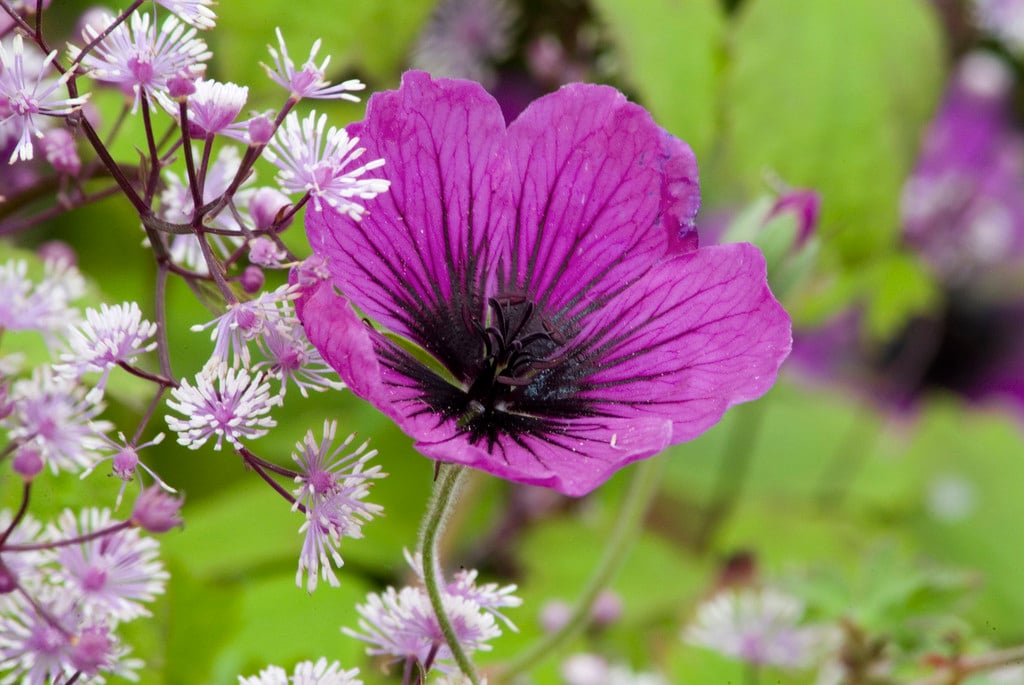 cranesbill [Dragon Heart]