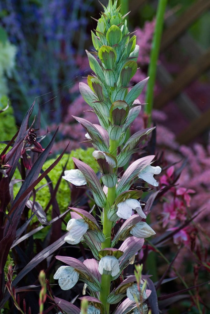 bear's breech 'Morning's Candle'