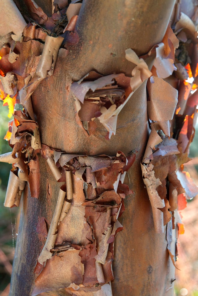 paperbark maple