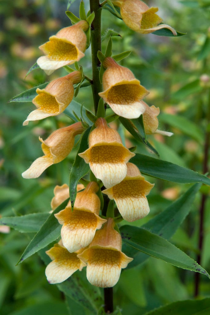 foxglove 'Spice Island'