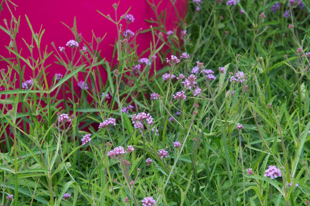 purple top 'Lollipop'