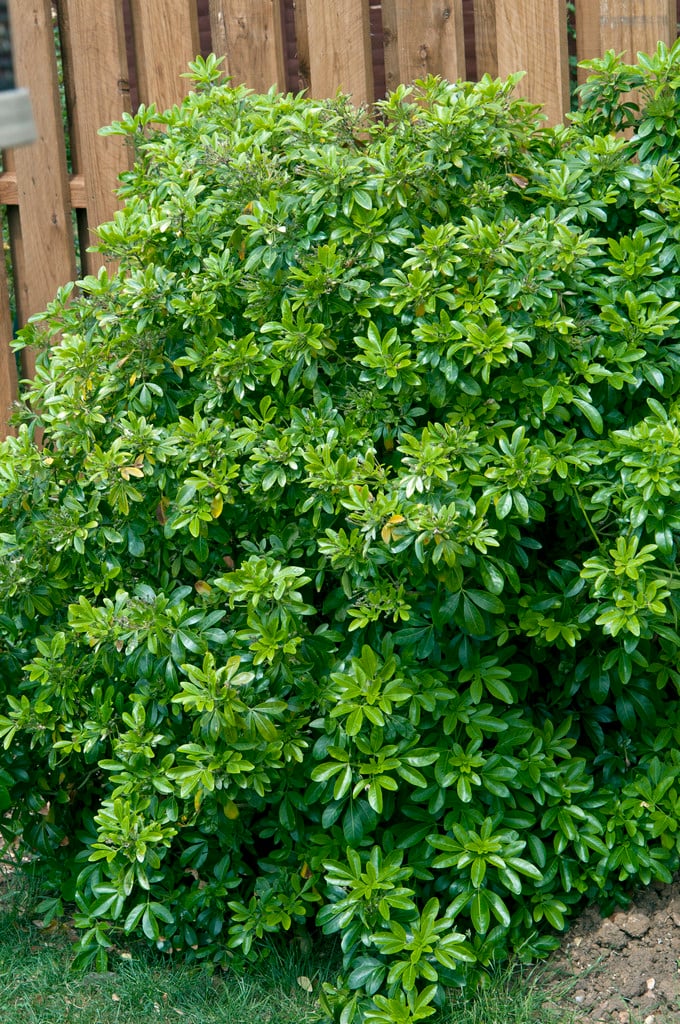 Mexican orange blossom