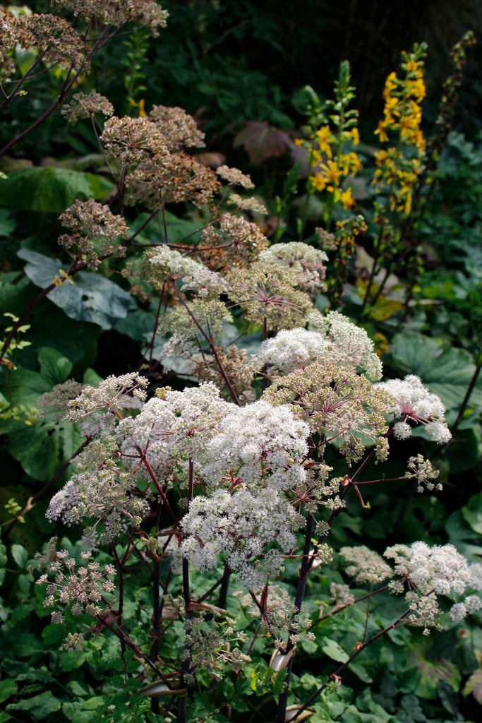 wild angelica